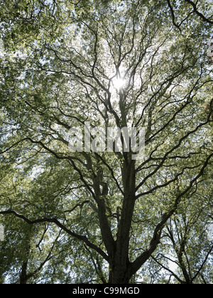 Sunlight bursting through tree Stock Photo