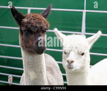 Two alpacas Stock Photo