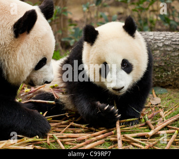 Giant Pandas, Ailuropoda melanoleuca Panda Breeding and research centre, Chengdu PRC, People's Republic of China, Asia Stock Photo