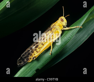 Desert locust (Schistocerca gregaria) adult male yellow colouration Stock Photo