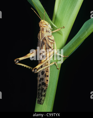Desert locust (Schistocerca gregaria) adult female Stock Photo