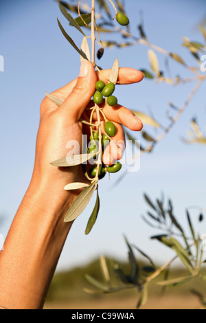 Croatia, Istria, Woman's hand holding olive branch, close up Stock Photo