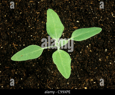 Fat hen (Chenopodium album) seedling with four true leaves forming Stock Photo