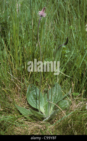 Hoary plantain (Plantago media) leaf rosette and flower spike in grassland Stock Photo