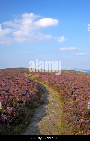 Flowering purple heather on the Long Mynd in August, Church Stretton Hills, Shropshire Stock Photo