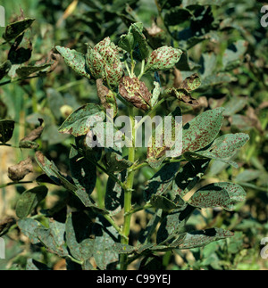 Chocolate spot (Botrytis fabae) on bean (Vicia fabae) Stock Photo