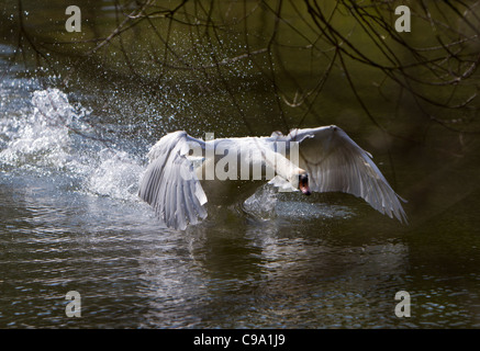Mute swan (Cygnus olor) running across the surface of water Stock Photo