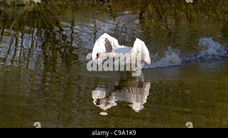 Mute swan (Cygnus olor) running across water (in this case to scare a dog away from the nest) Stock Photo