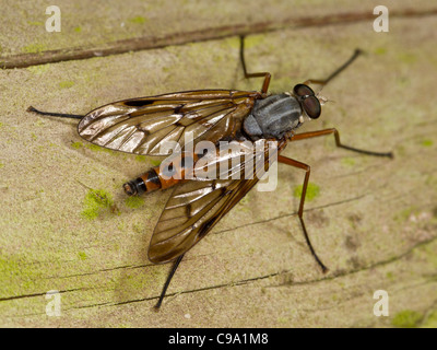 Snipe fly (Rhagio scolopacea) Stock Photo
