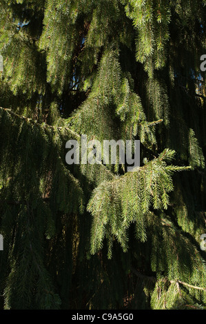 Brewers spruce Picea breweriana considered one of the most attractive conifers in the world Stock Photo