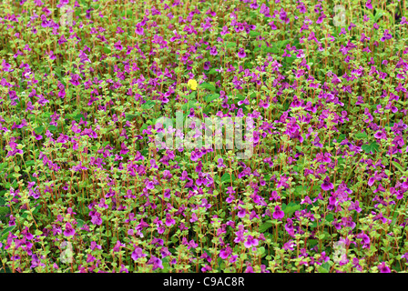 Flora and fauna at Kass plateau, Satara Dist., Maharashtra Stock Photo