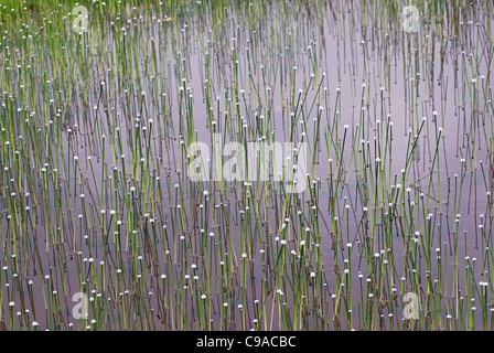 Cotton Balls, at Kass plateau, Satara Dist., Maharashtra Stock Photo