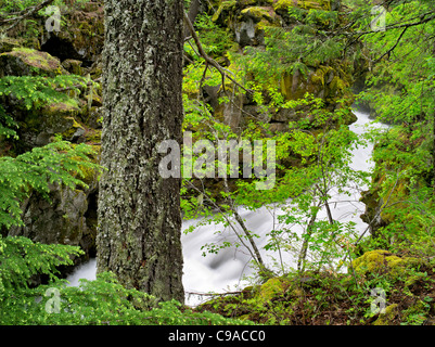 Whitewater on Rogue River with new spring growth, Oregon Stock Photo