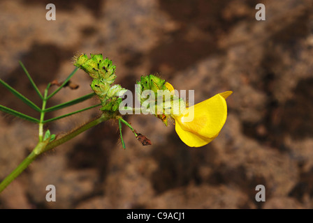 Flowers at Kass plateau, Satara Dist., Maharashtra Stock Photo