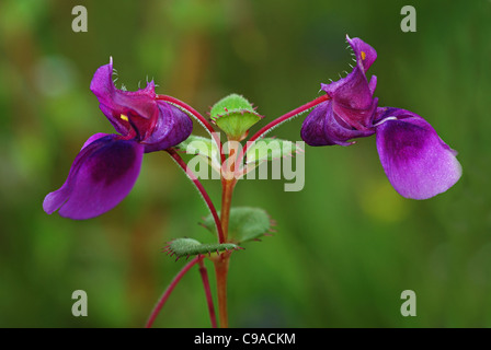 Flowers at Kass plateau, Satara Dist., Maharashtra Stock Photo