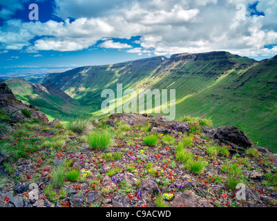 Mixed wildflowers and Keiger Gorge with clouds. Steens Mountain Wilderness, Oregon Stock Photo