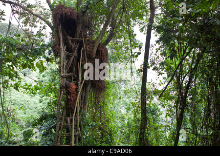 People of Mukuno village, traditional Batwa indigenous tribe from the Bwindi Impenetrable Forest in Uganda. Stock Photo