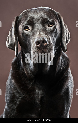 Sad Looking Chocolate Labrador against Brown Background Stock Photo