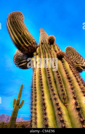 Saguaro cactus, a tree sized cactus native to the Sonoran desert Stock ...