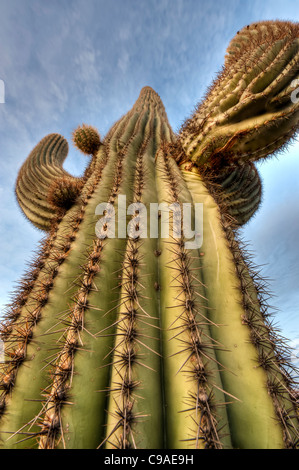 The saguaro ( /səˈwɑroʊ/; scientific name Carnegiea gigantea) is a large, tree-sized cactus in the Sonoran Desert. Stock Photo