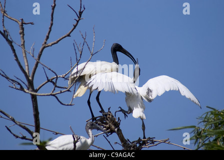 The black-headed ibis, also known as the Oriental white ibis, Indian white ibis, Threskiornis melanocephalus - Nesting at Ranganathittu Bird Sanctuary Stock Photo