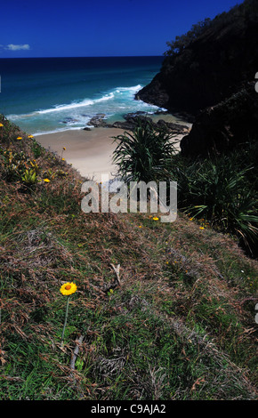 Yellow everlasting daisies flowering on the coast in Noosa National Park, Sunshine Coast, Queensland, Australia Stock Photo