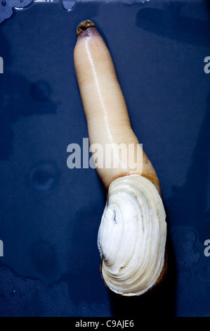 Geoduck Clam on sale at Tsukiji Market Tokyo  -  An example of the strange or weird food eaten by people around the world Stock Photo