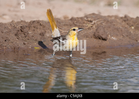 Female Bullock's Oriole, Icterus bullockii, trying to keep cool during a hot summer day on a South Texas Ranch. Stock Photo