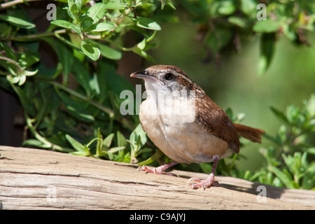 Carolina Wren, Thryothorus ludovicianus, perched on log in summer, in McLeansville, North Carolina. Stock Photo