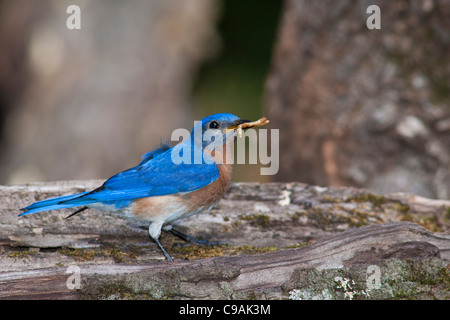 Eastern Bluebird, Sialia sialis, a medium-sized thrush, capturing meal worms to feed to babies in backyard woodland in McLeansville, North Carolina. Stock Photo