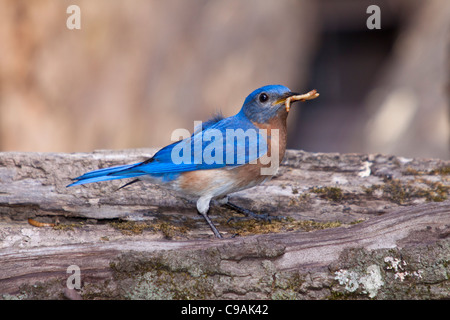 Eastern Bluebird, Sialia sialis, a medium-sized thrush, capturing meal worms to feed to babies in backyard woodland in McLeansville, North Carolina. Stock Photo