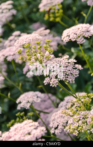 Greater burnet saxifrage (Pimpinella major) Stock Photo