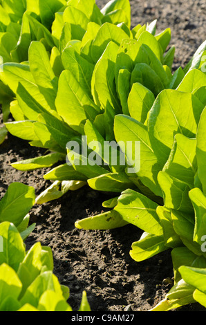 Celtuce (Lactuca sativa var. angustana) Stock Photo