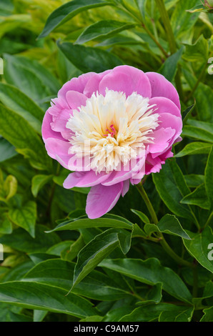 Chinese peony (Paeonia lactiflora 'Bowl of Beauty')