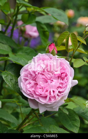 English rose (Rosa Mary Rose) Stock Photo