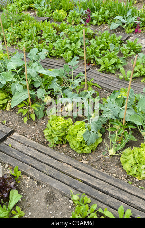 Head lettuce (Lactuca sativa var. capitata) and kohlrabi (Brassica oleracea var. gongyloides) Stock Photo