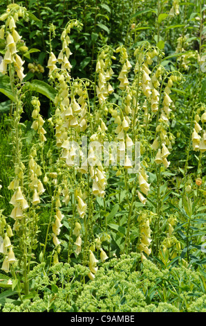 Large yellow foxglove (Digitalis grandiflora) Stock Photo