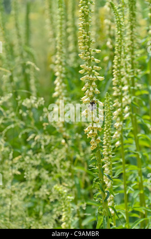 Yellow foxglove (Digitalis lutea) and bumble bee (Bombus) Stock Photo