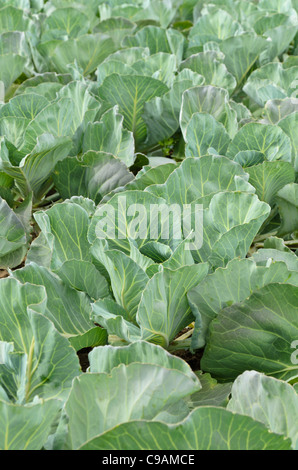 White cabbage (Brassica oleracea var. capitata f. alba 'Bloktor') Stock Photo