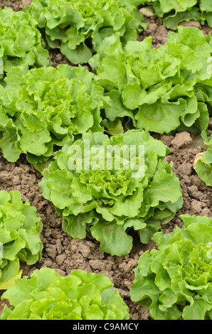 Head lettuce (Lactuca sativa var. capitata 'Torpedo') Stock Photo