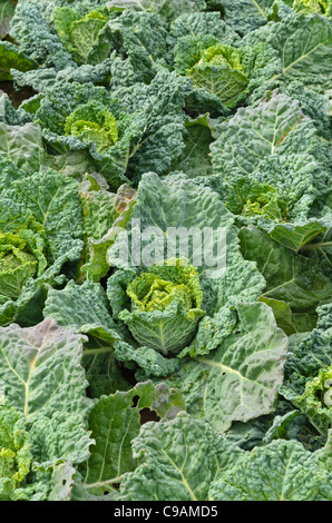 Savoy cabbage (Brassica oleracea var. sabauda 'Famosa') Stock Photo