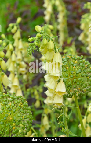 Large yellow foxglove (Digitalis grandiflora) Stock Photo