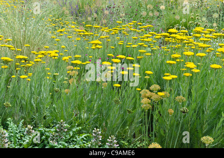 Fernleaf yarrow (Achillea filipendulina 'Gold Plate') Stock Photo