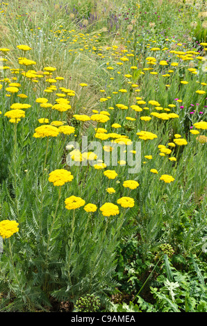 Fernleaf yarrow (Achillea filipendulina 'Gold Plate') Stock Photo