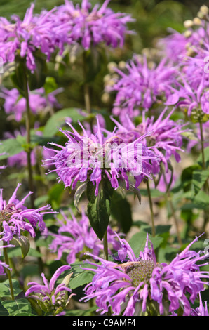 Wild bergamot (Monarda fistulosa 'Sioux') Stock Photo