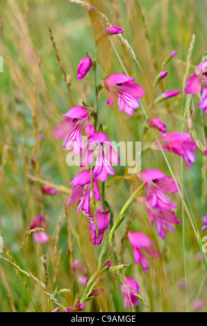 Marsh gladiolus (Gladiolus palustris) Stock Photo