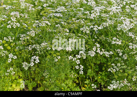 Coriander (Coriandrum sativum) Stock Photo