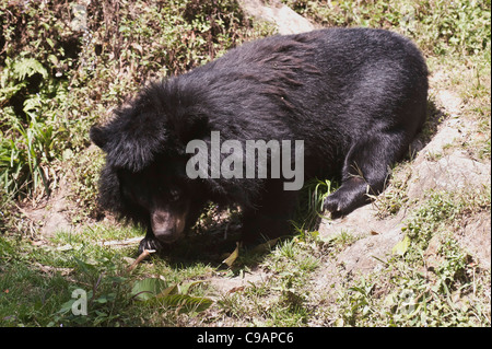 Himalayan Black Bear gliding down through sharp inclines in the zoo . Stock Photo