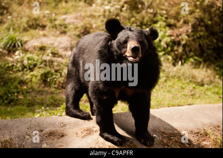 Charging bear, before,final,assault. Stock Photo