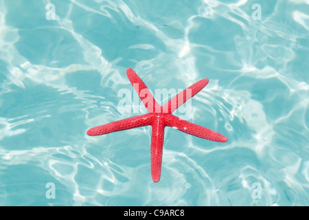 Red starfish floating on perfect tropical sea in ripple beach Stock Photo